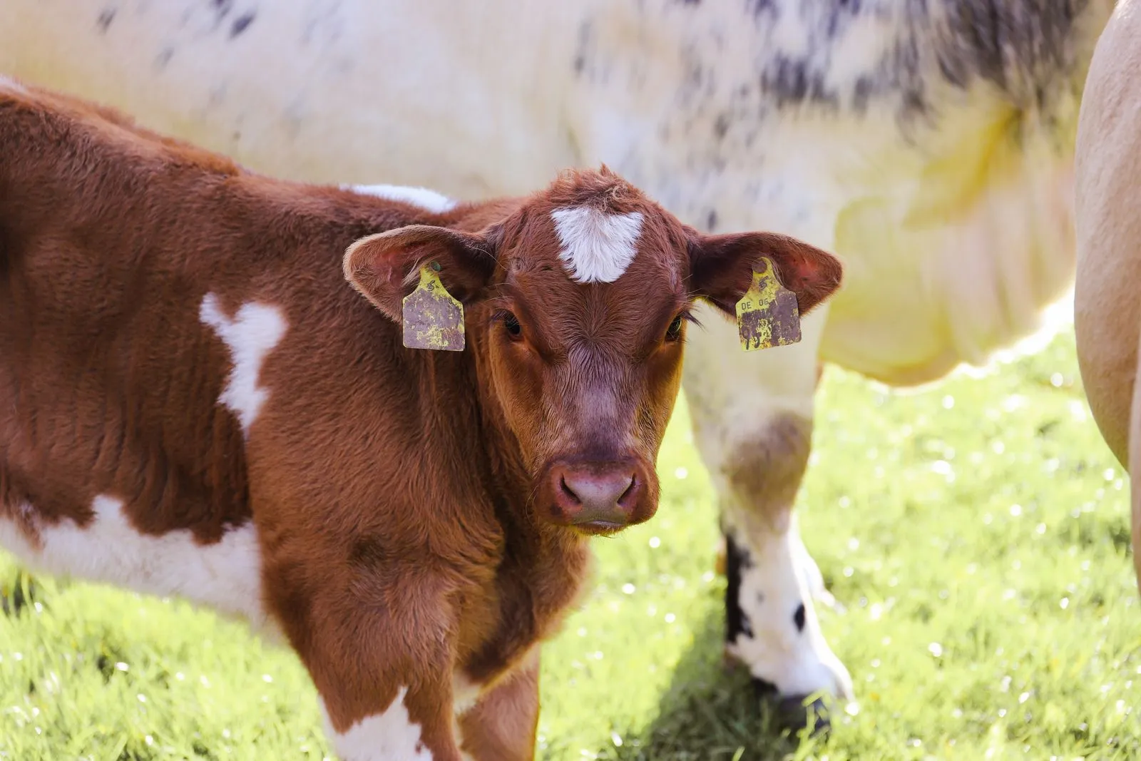 A cute brown and white calf standing in a sunny meadow on a farm.