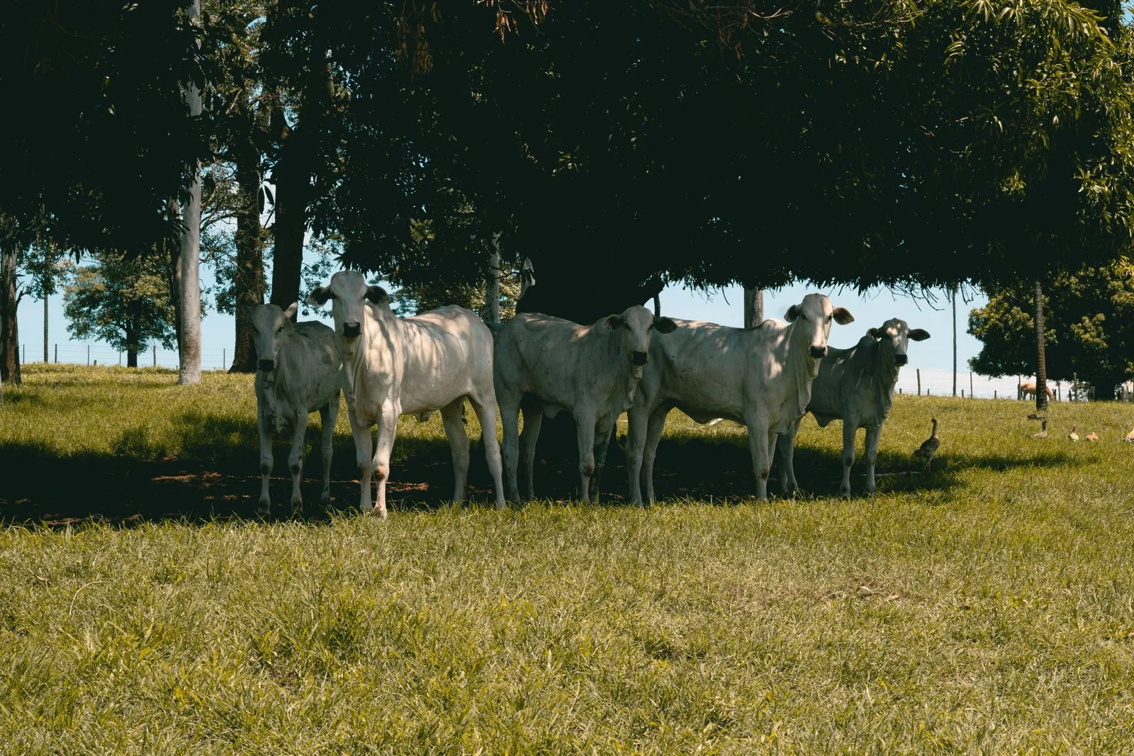 A group of white cows standing together in a grassy pasture under the shade of a tree.